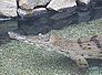 krokodil